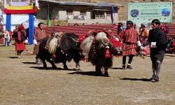 yak and horse
